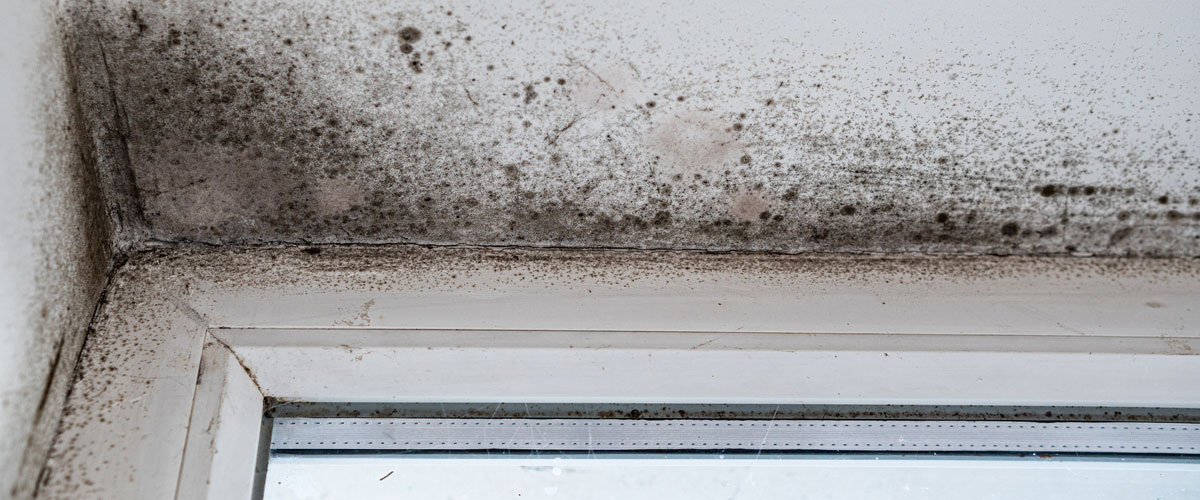 dehumidification-process-mould-prevention