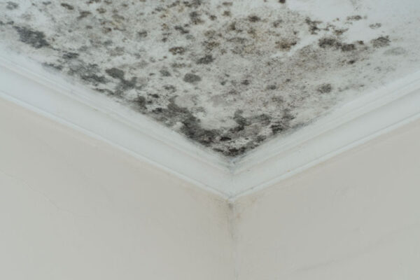 mould-remediation-geelong-home