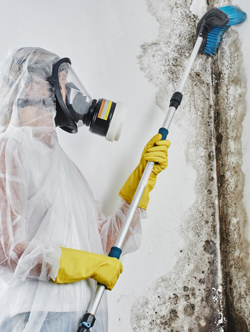 mould-removal-vic